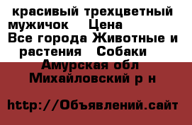 красивый трехцветный мужичок  › Цена ­ 10 000 - Все города Животные и растения » Собаки   . Амурская обл.,Михайловский р-н